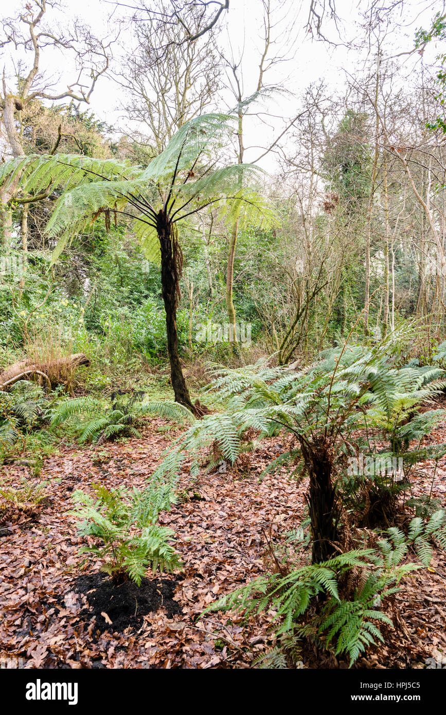 Fougères arborescentes dans une forêt Banque D'Images