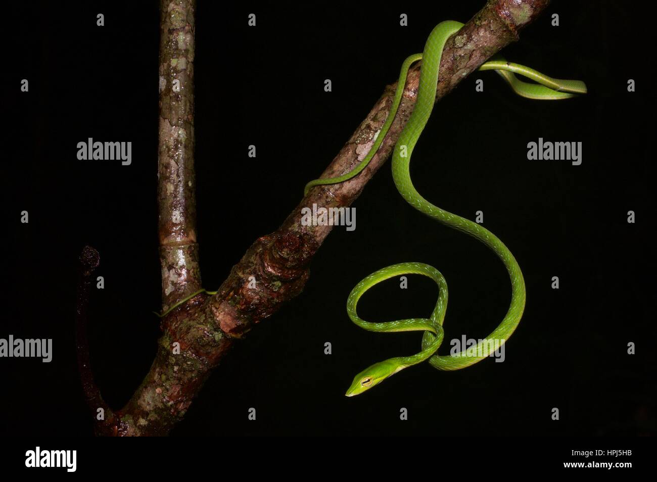 Un serpent vert vif Whip Oriental (Ahaetulla prasina) dans la forêt tropicale dans la nuit dans le Parc National de Kubah, Sarawak, l'Est de la Malaisie, Bornéo Banque D'Images