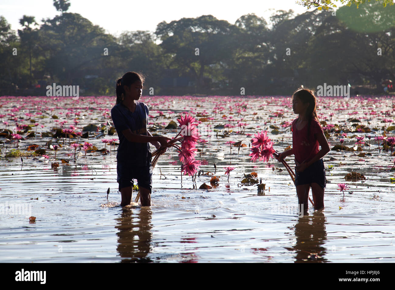 Deux filles de patauger dans le lac près de Angkor Wat, la collecte de l'eau Lys - Siem Reap, Cambodge Banque D'Images