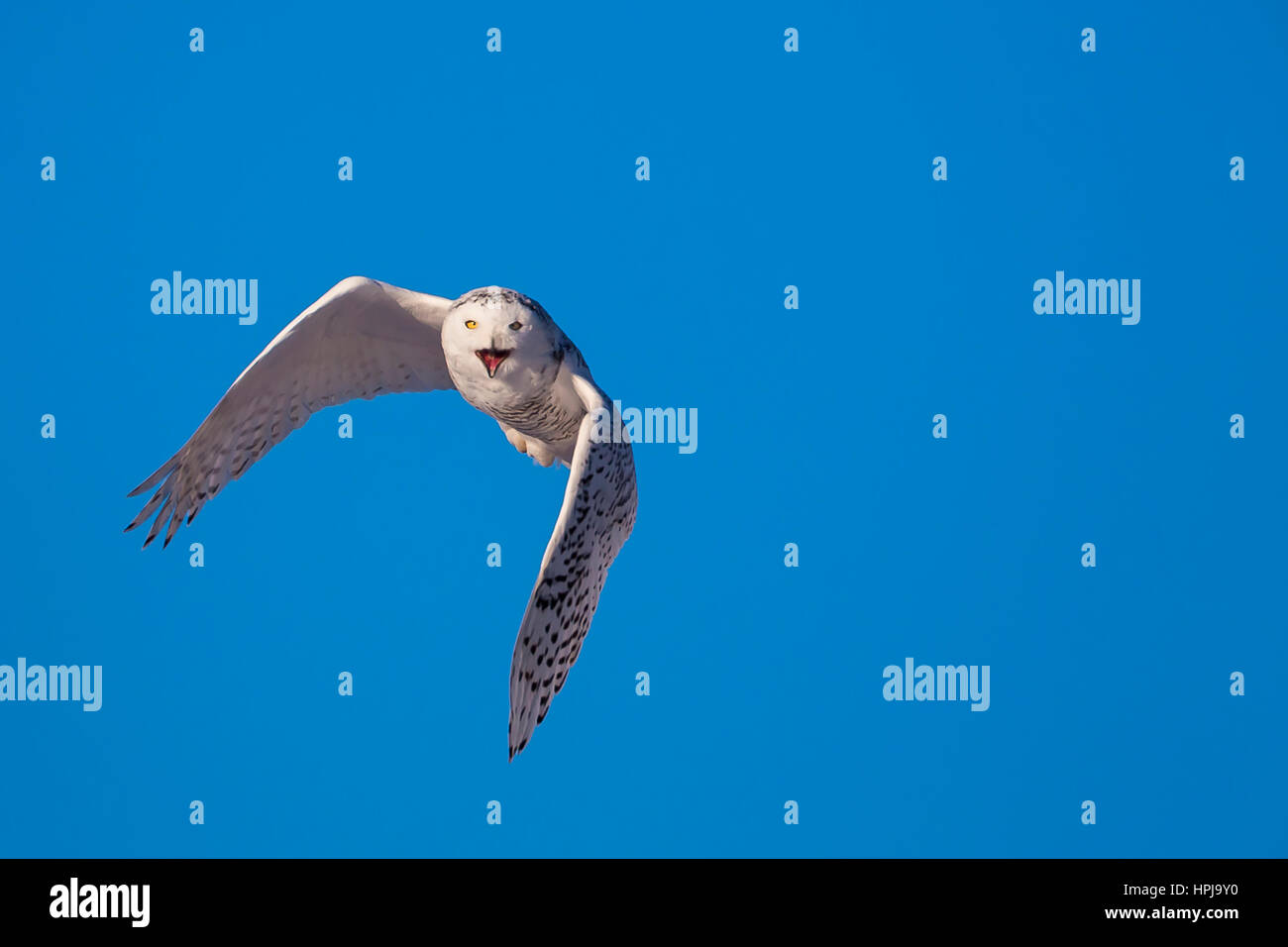 A smiling Harfang des au-dessus des prairies près de Irricana, Alberta Banque D'Images