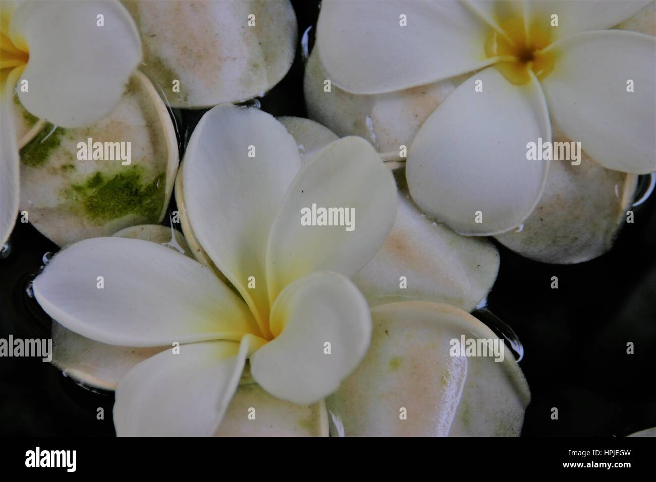 White frangipani flowers floating in water Banque D'Images