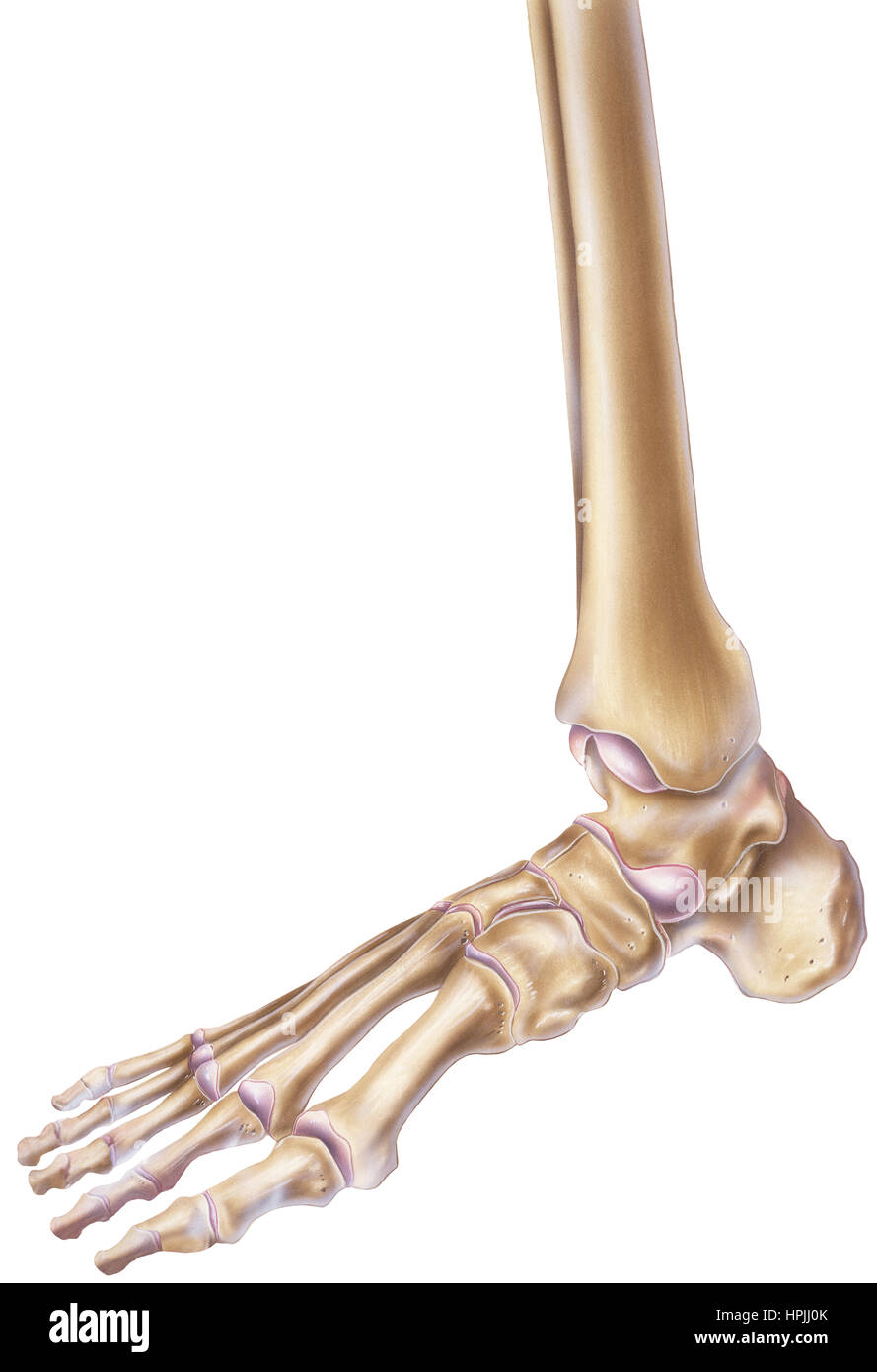 Un pied humain normal et la cheville montrant les os et articulations. Banque D'Images