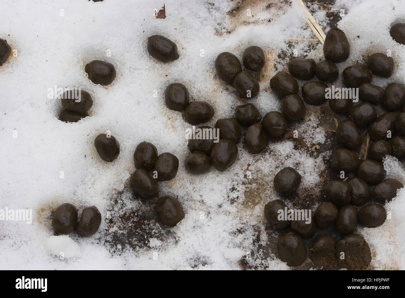 Rotwild, Rot-Wild Losung vom, Rot-Hirsch Edelhirsch Rothirsch,,, Cervus elaphus, Red Deer, Cerf élaphe Banque D'Images