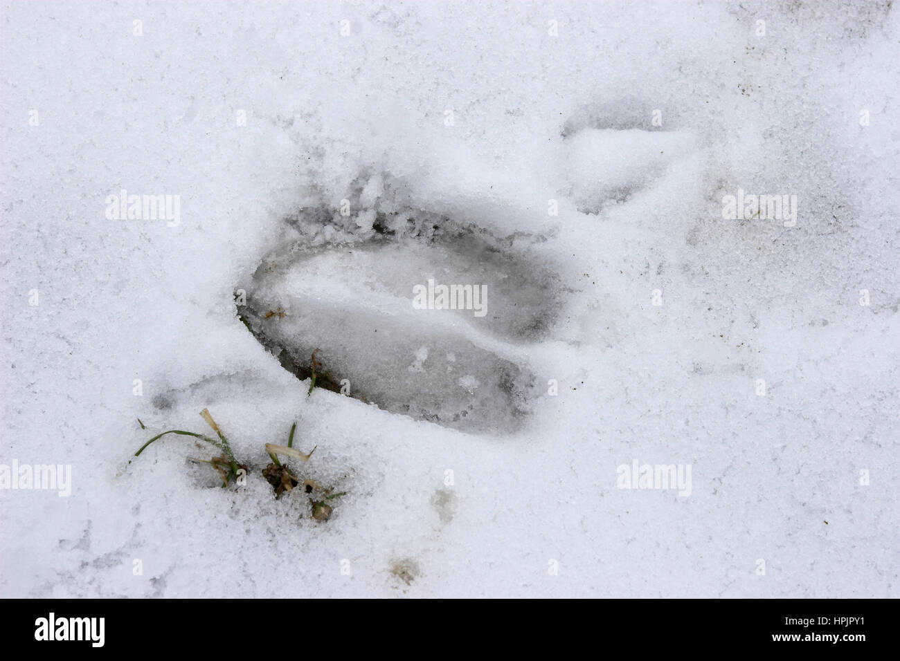 Rothirsch, Rotwild, Rot-Hirsch Rot-Wild Trittsiegel,, im Schnee, Fußspur, Cervus elaphus, Red Deer, Cerf élaphe Banque D'Images