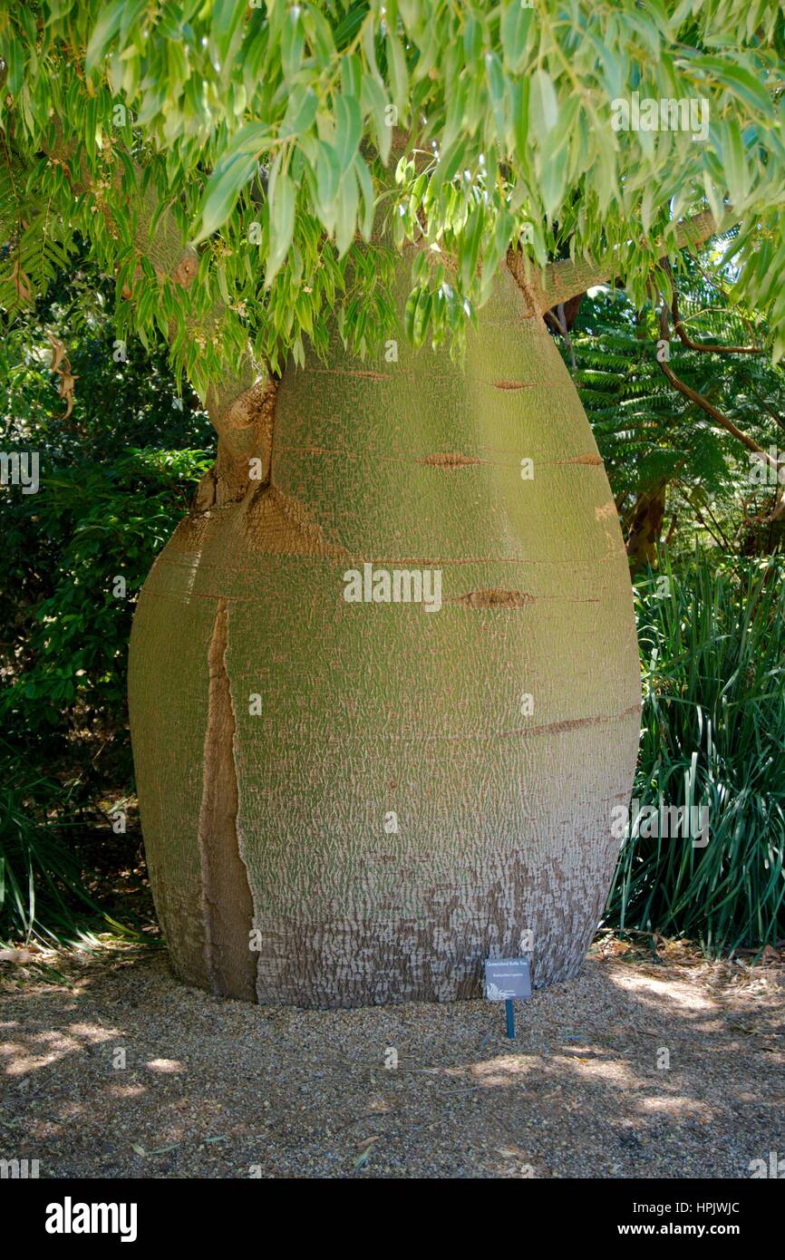 Un arbre bouteille Queensland Banque D'Images