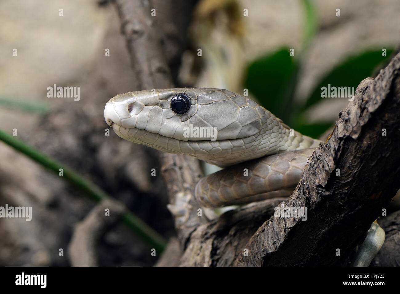 Le Mamba noir (Dendroaspis polylepis), portrait, l'Afrique, l'occurrence capitve Banque D'Images