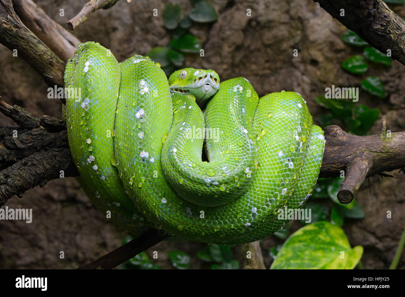 Green Tree python (Morelia viridis), suspendu à l'arbre, captive, l'occurrence de l'Asie, l'Australie Banque D'Images