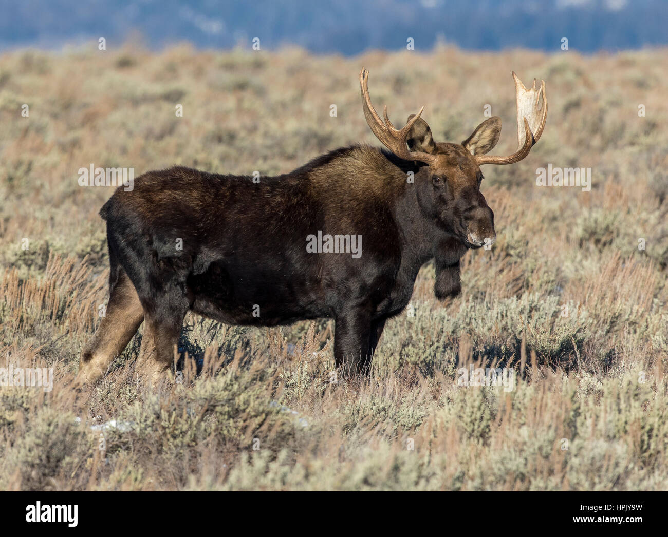 Bull Moose debout dans l'armoise et grass meadow en automne Banque D'Images