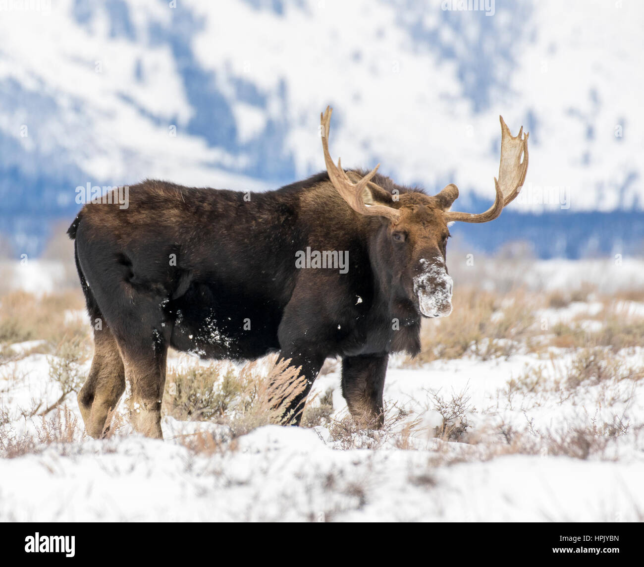 Bull Moose et permanent à la caméra à l'armoise en prairie avec Teton Mountains en arrière-plan Banque D'Images