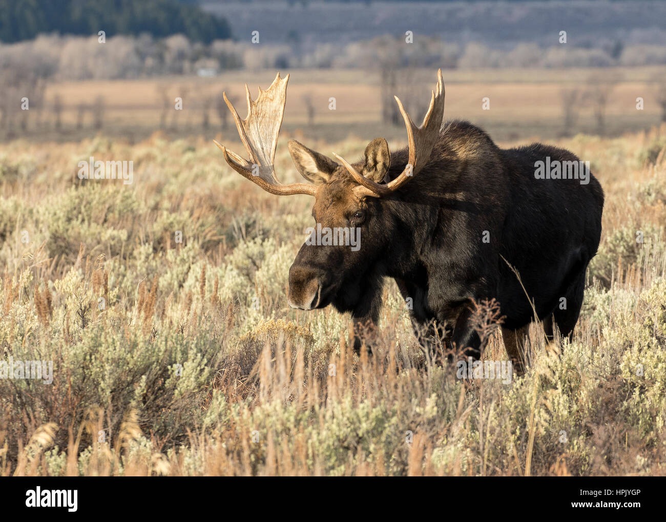 Bull Moose standing in meadow armoise en automne Banque D'Images