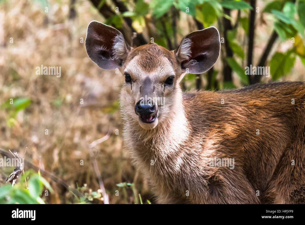 Cub cerf Sambar Banque D'Images