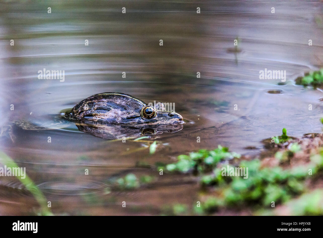 Bull Frog indiennes dans l'eau Banque D'Images
