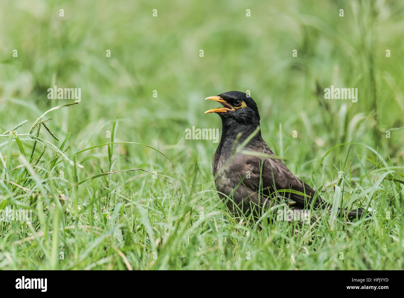 Myna commun le bain de soleil sur une prairie Banque D'Images