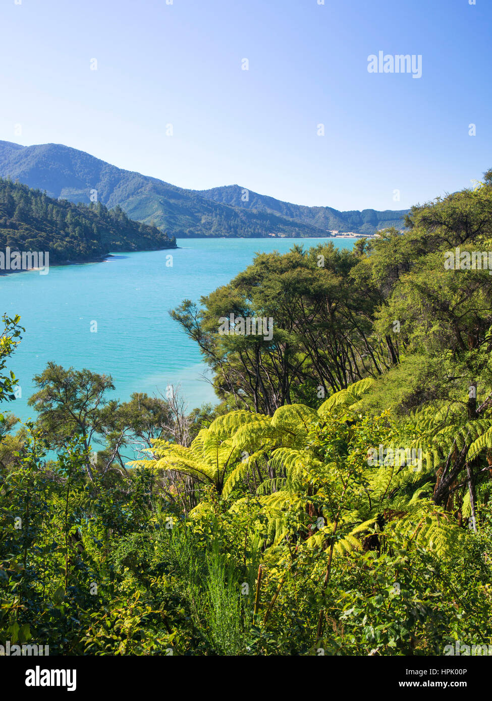 Te Mahia, Marlborough, Nouvelle-Zélande. Vue sur les eaux turquoises de Kenepuru Sound à partir de la colline boisée, fougères arborescentes en premier plan. Banque D'Images