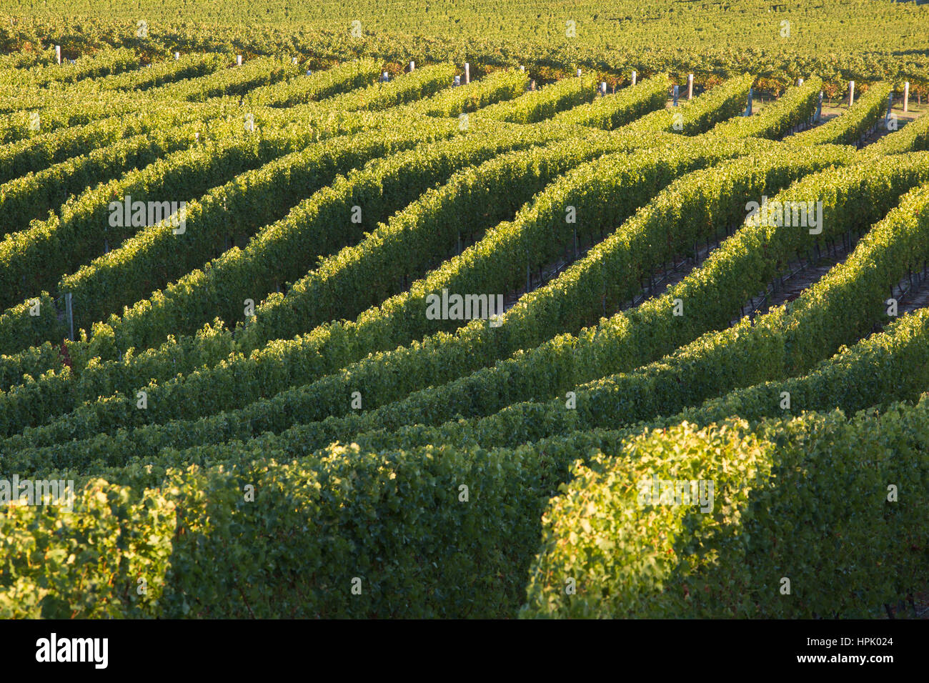 Blenheim, Marlborough, Nouvelle-Zélande. Des rangées de vignes dans un vignoble typique près de Renwick, tôt le matin. Banque D'Images