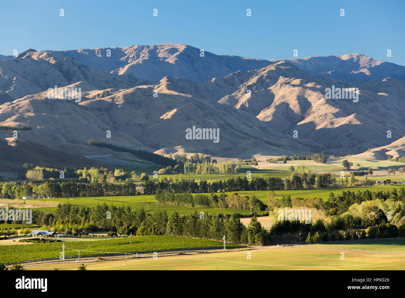 Blenheim, Marlborough, Nouvelle-Zélande. Vue sur vignes dans la vallée Wairau aux pentes arides des collines s'étiolent. Banque D'Images