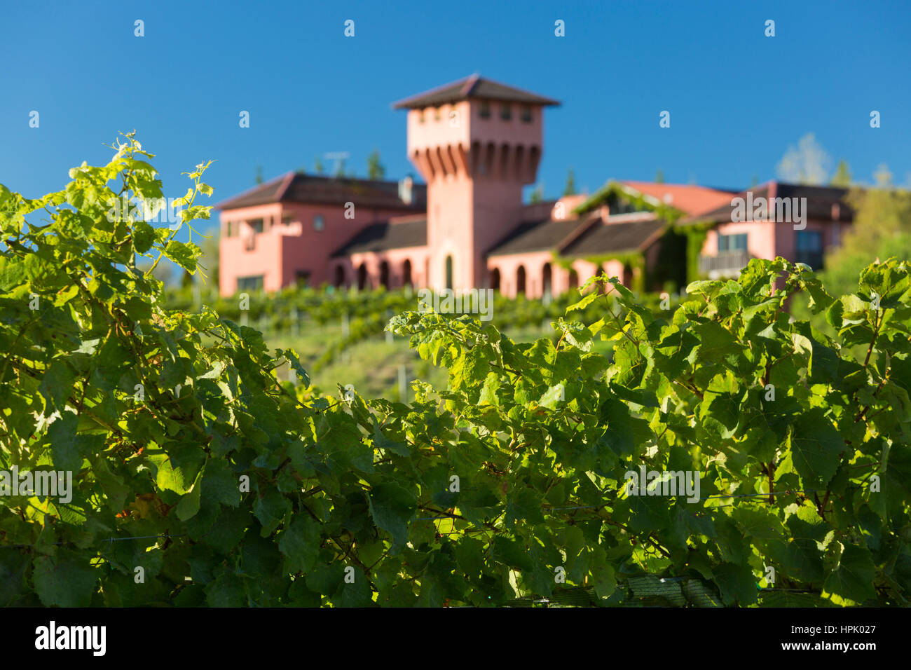 Blenheim, Marlborough, Nouvelle-Zélande. Voir à partir de la vigne à l'Highfield winery avec sa célèbre tour de style toscan avec vue sur la vallée de Wairau. Banque D'Images