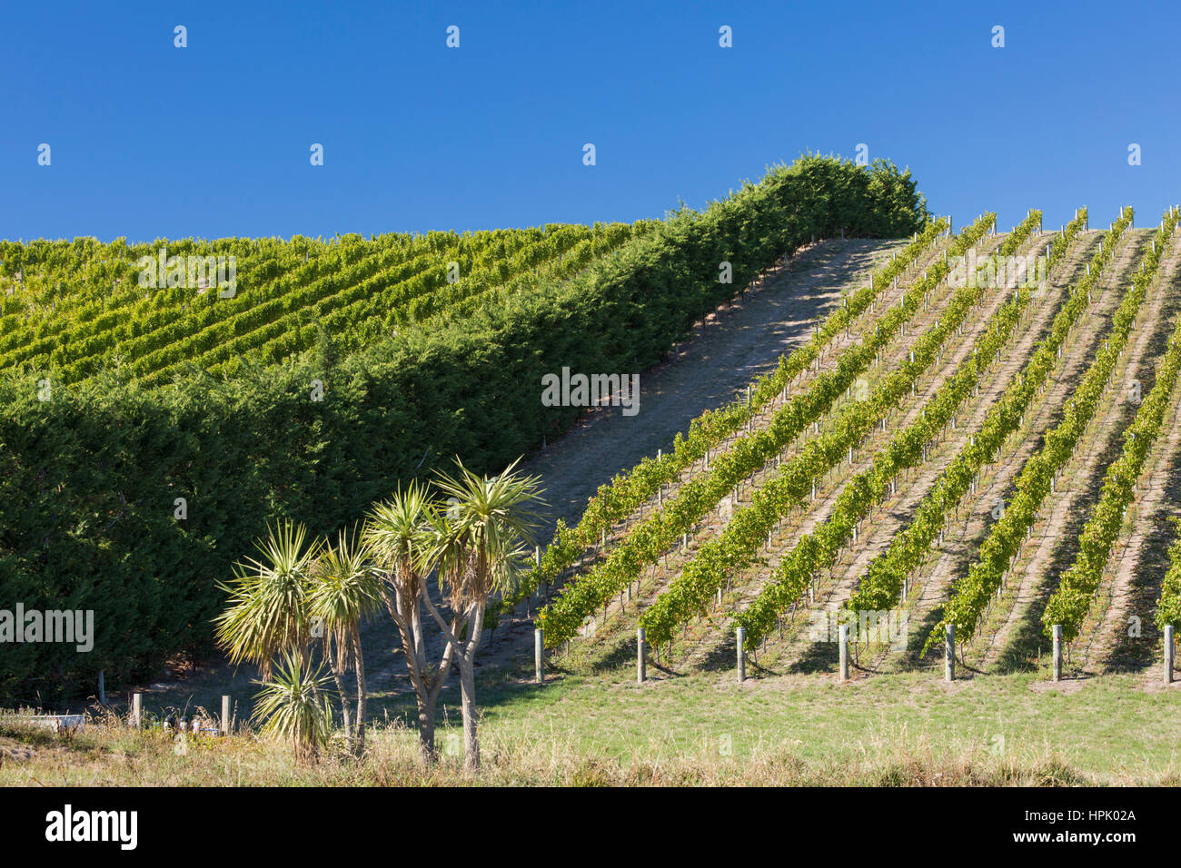 Blenheim, Marlborough, Nouvelle-Zélande. Rangées de vignes sur la colline dans un vignoble dans la vallée de Wairau. Banque D'Images
