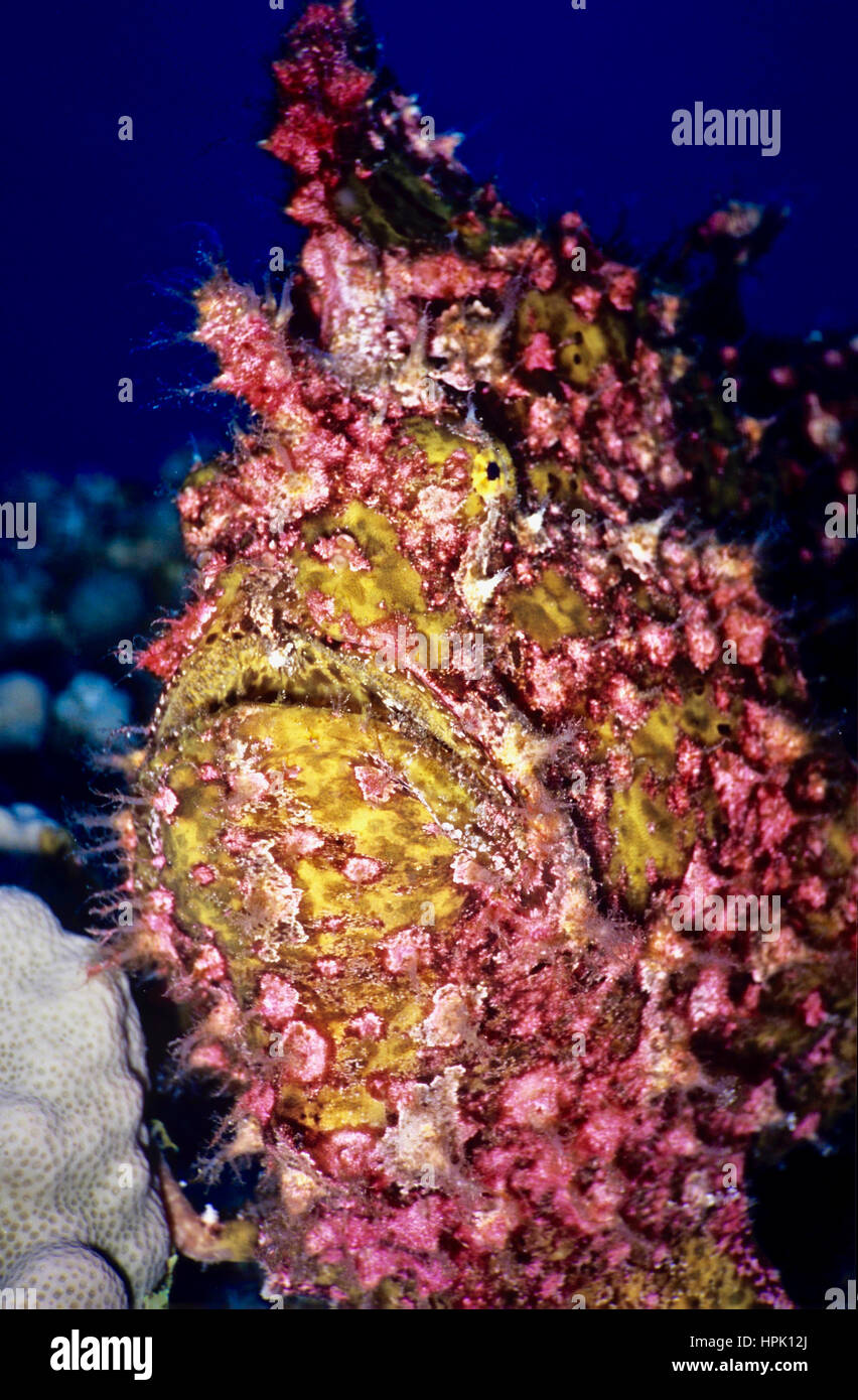 Poisson grenouille (Antennarius pictus UN) avec de nombreuses protubérances rouges qui améliorent son camouflage parmi les coraux rouges. Une embuscade prédateur. La Mer Rouge égyptienne. Banque D'Images