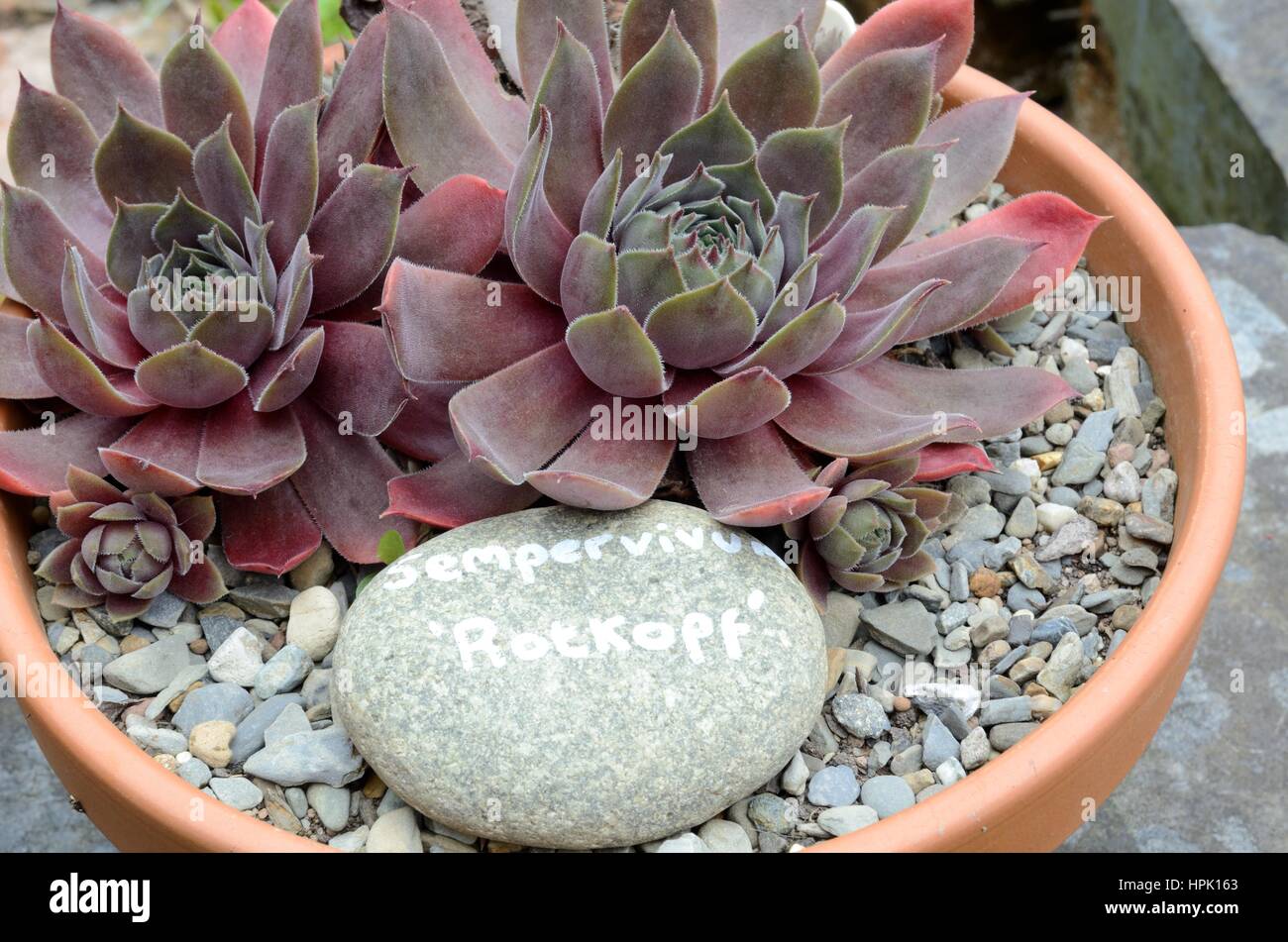 Houseleek Sempervivium Rotkopf ou Poule et poussins croissant dans une terrecotta pot Banque D'Images