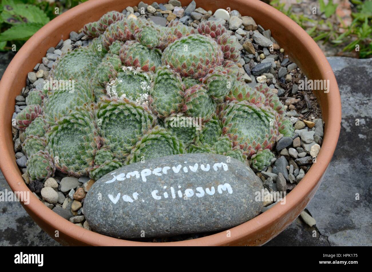 Houseleek Sempervivum ciliosum poussant dans un pot en terre cuite Banque D'Images