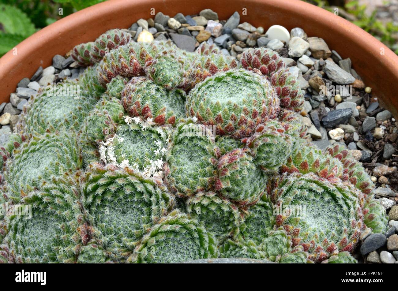 Houseleek Sempervivum ciliosum poussant dans un pot en terre cuite Banque D'Images