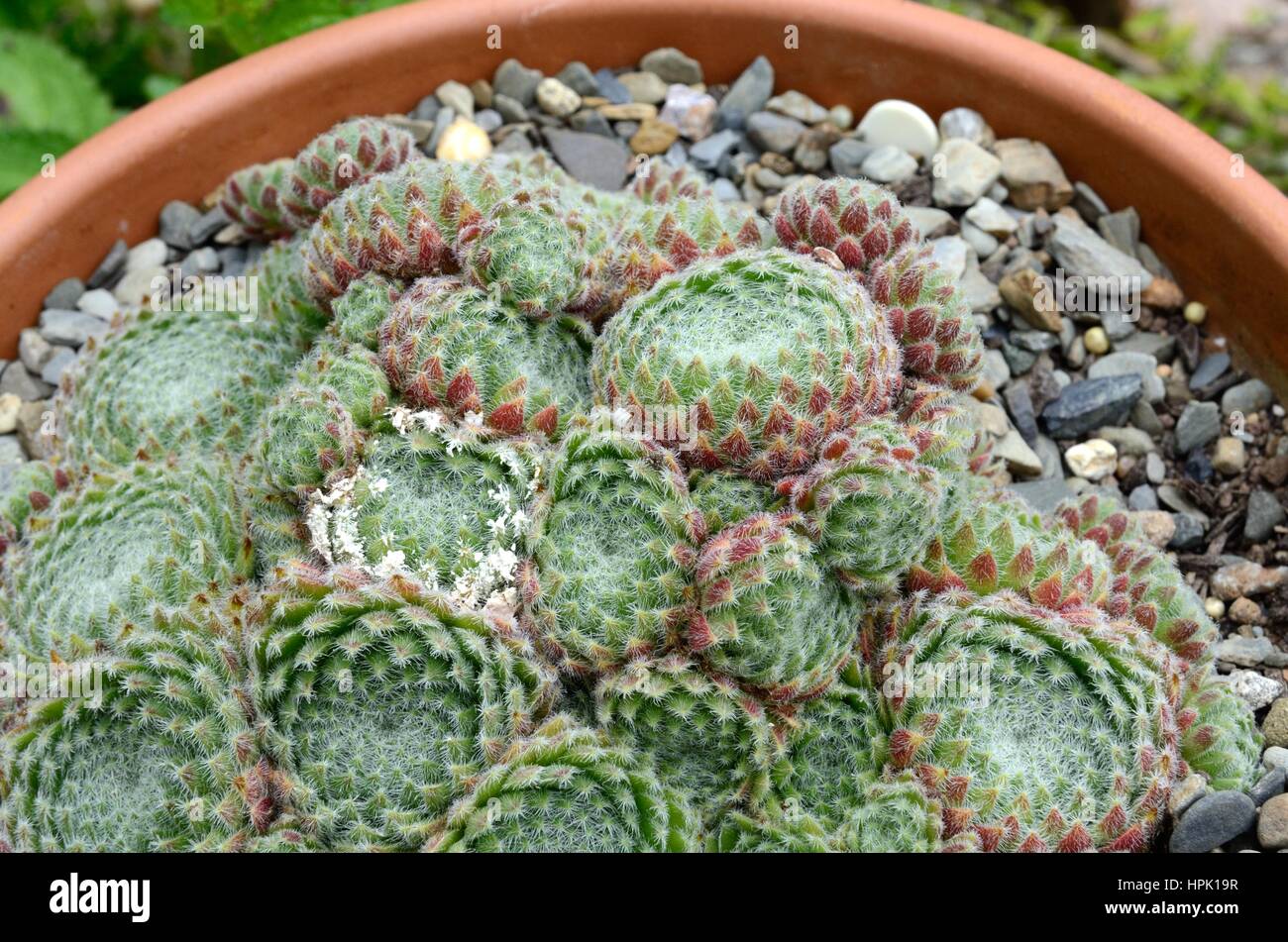 Houseleek Sempervivum ciliosum poussant dans un pot en terre cuite Banque D'Images