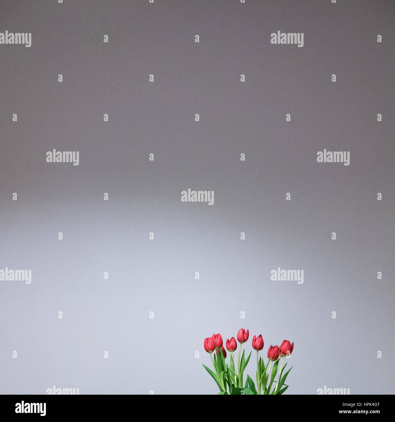 Beau bouquet de tulipes, fleurs de printemps sur fond blanc. Banque D'Images