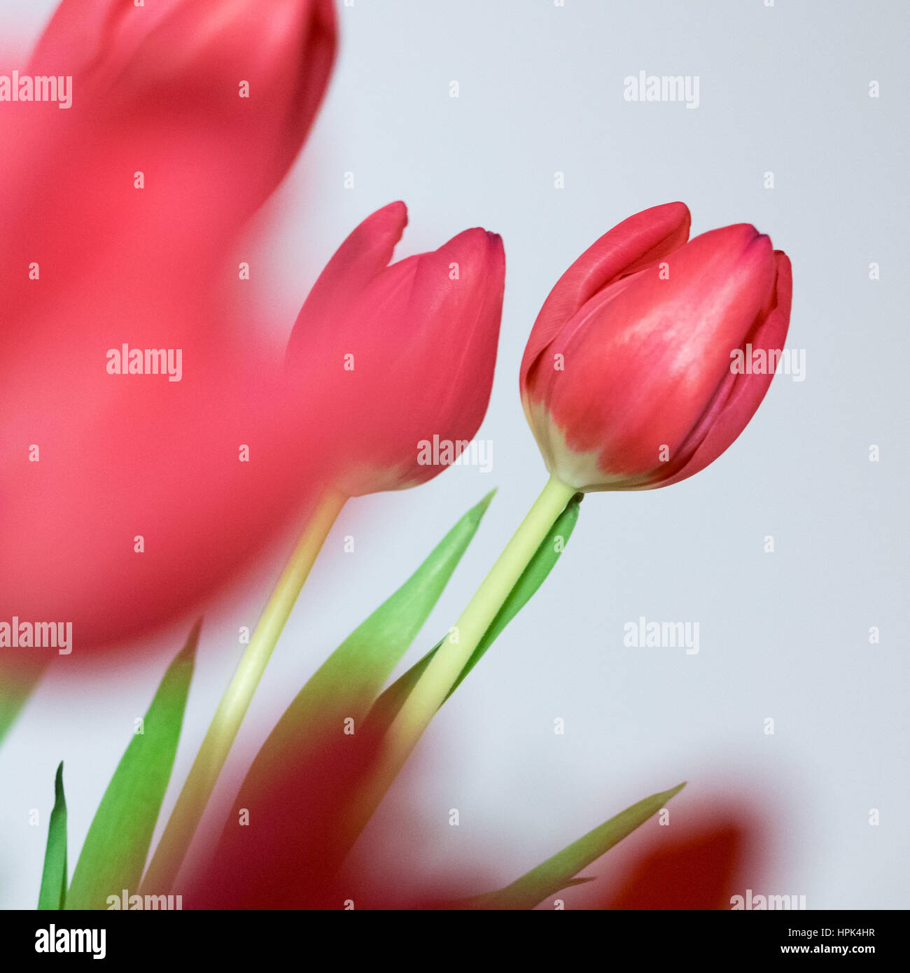 Beau bouquet de tulipes, fleurs de printemps sur fond blanc. Banque D'Images