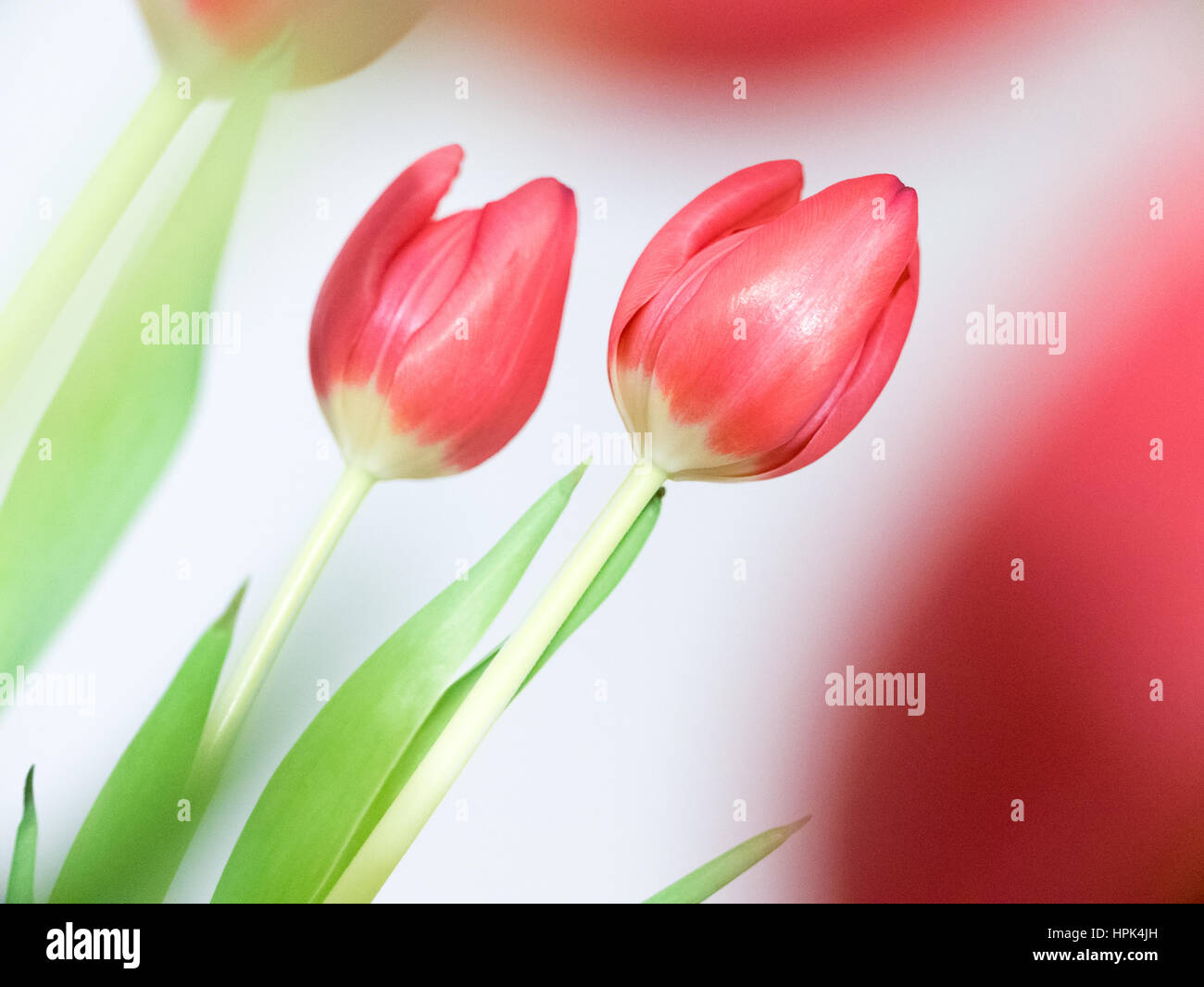 Beau bouquet de tulipes, fleurs de printemps sur fond blanc. Banque D'Images