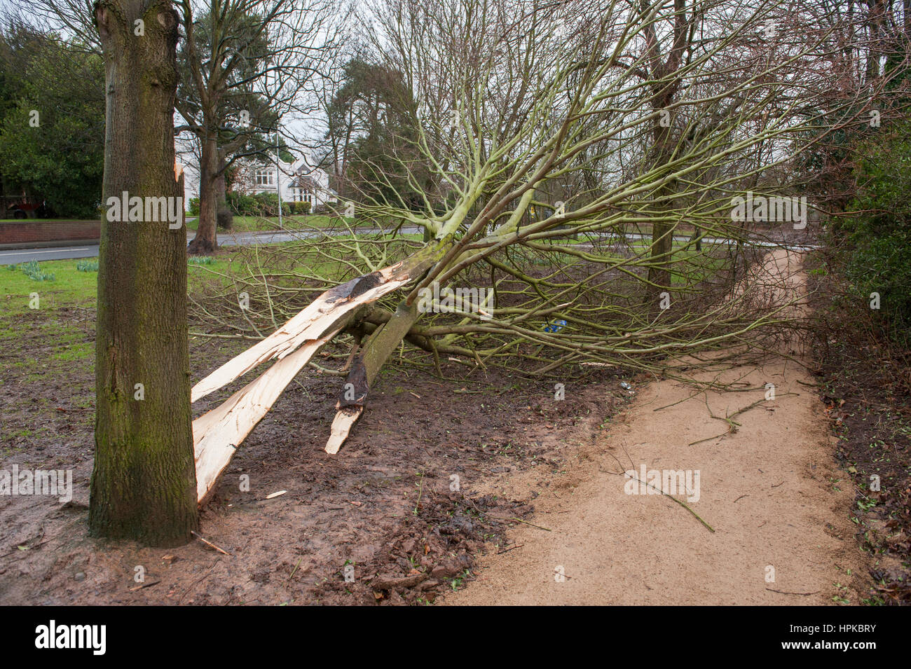 Staffordshire, West Midlands. Feb 23, 2017. Météo britannique. Doris Storm batters Staffordshire dans le West Midlands. Un arbre est divisée en deux à Lichfield, Staffordshire, de rafales de vent à 65 km/h. Il manque de peu une maison à côté. Crédit : Richard Grange/Alamy Live News Banque D'Images