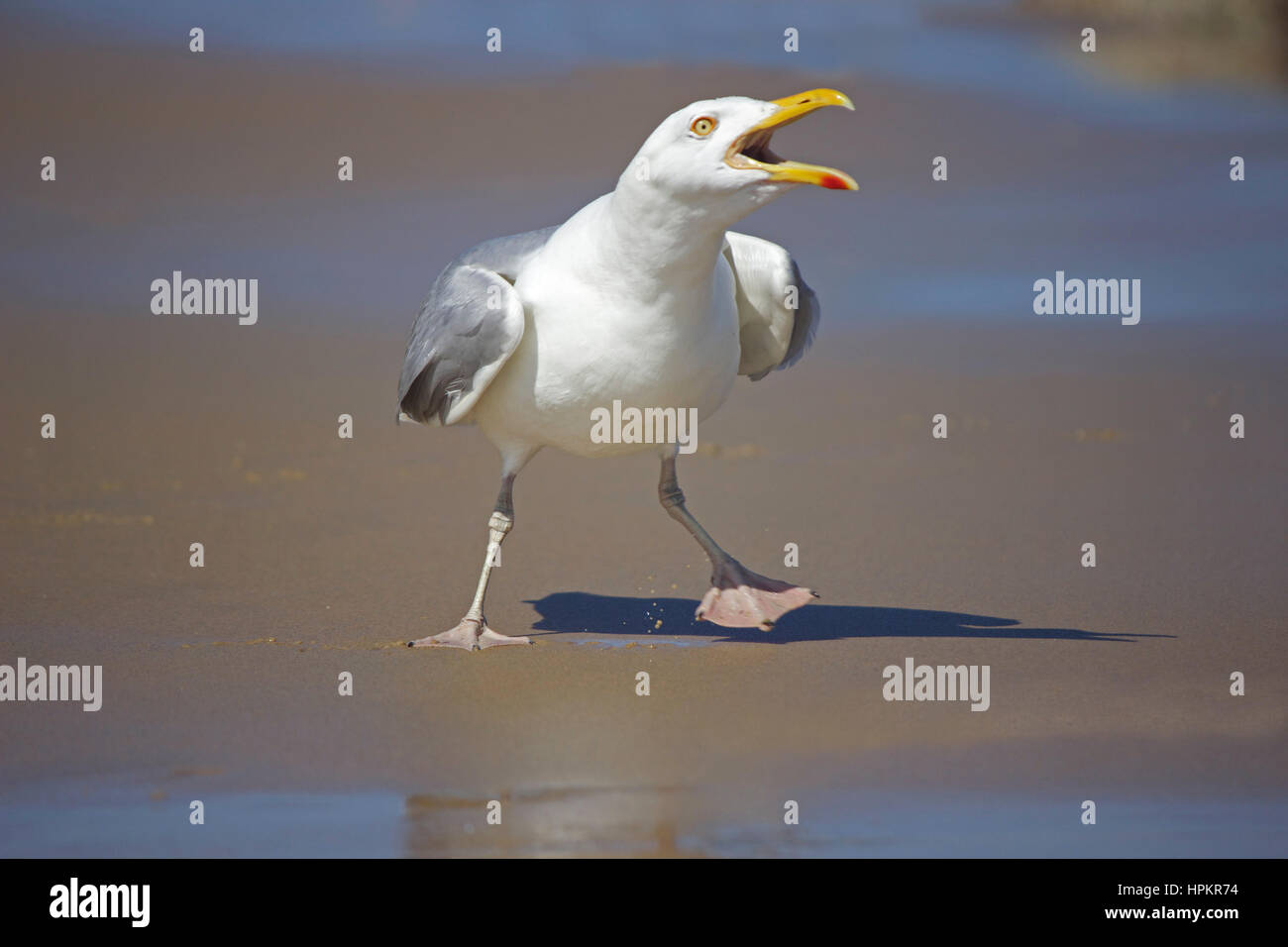 Une mouette sur la plage piailler pour défendre son territoire Banque D'Images