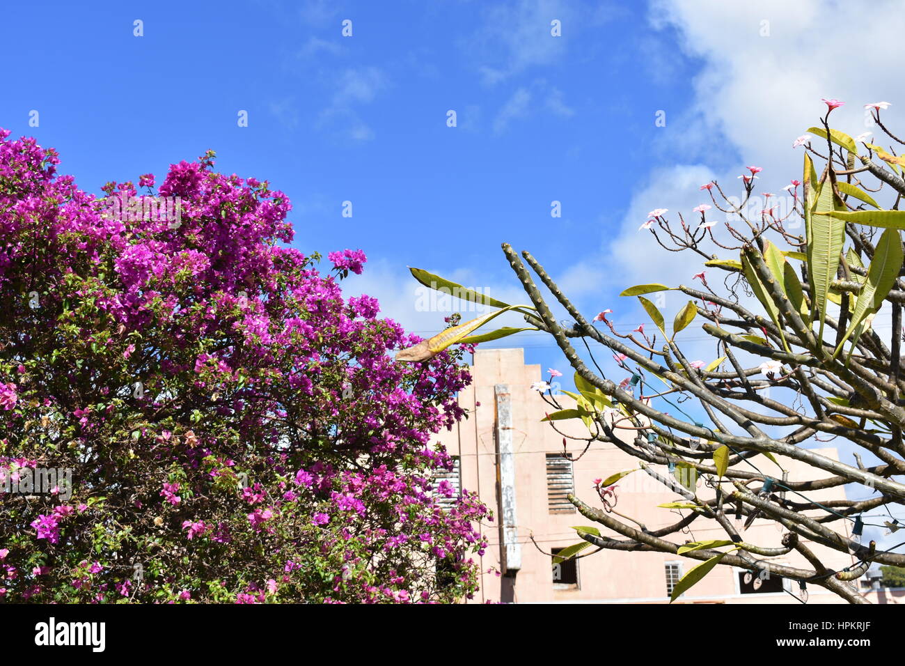 Beauté de Kauai Banque D'Images