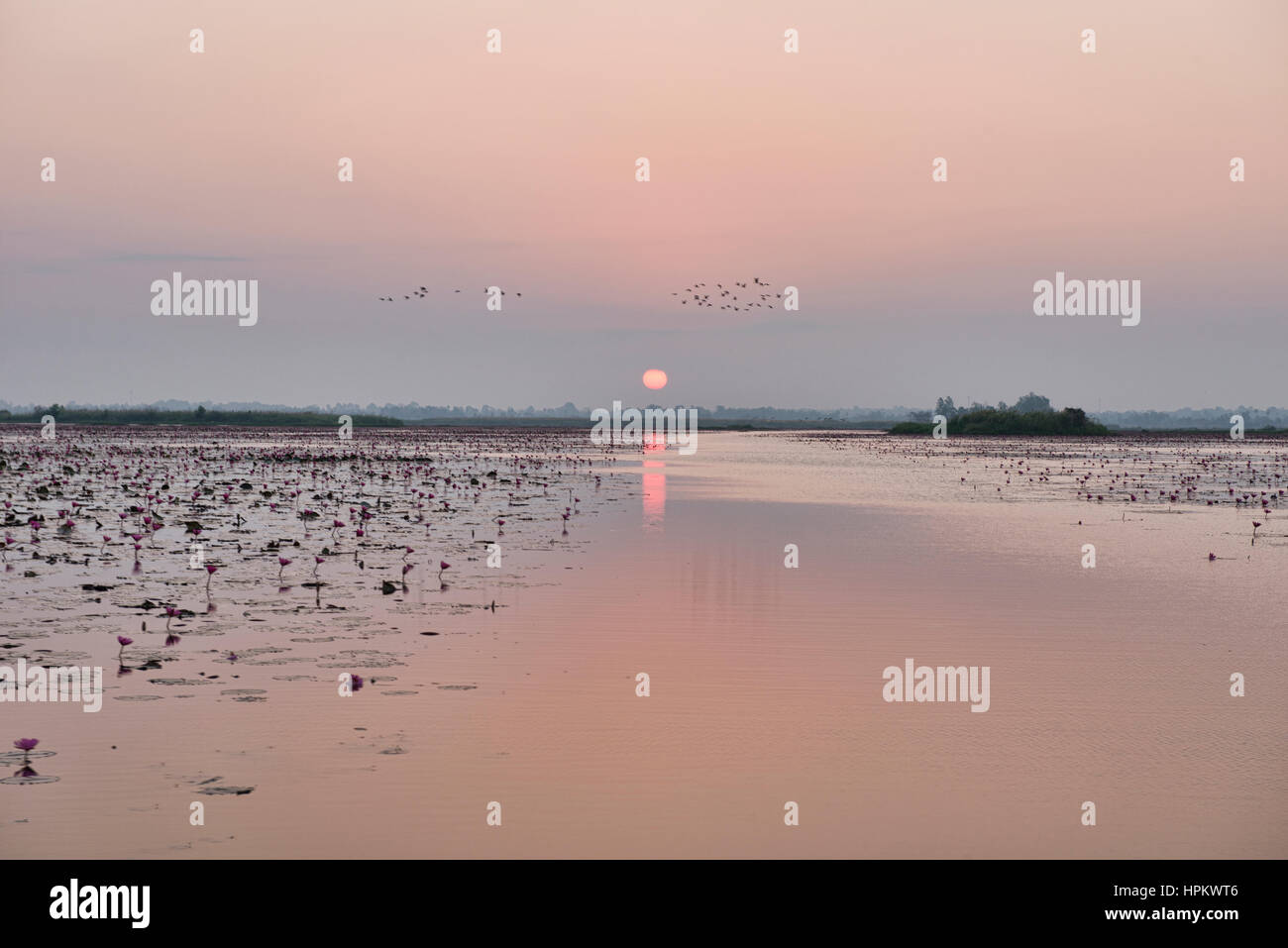 Lever de soleil sur Talay Bua Daeng, le red lotus lake à l'extérieur d'Udon Thani, Thaïlande Banque D'Images