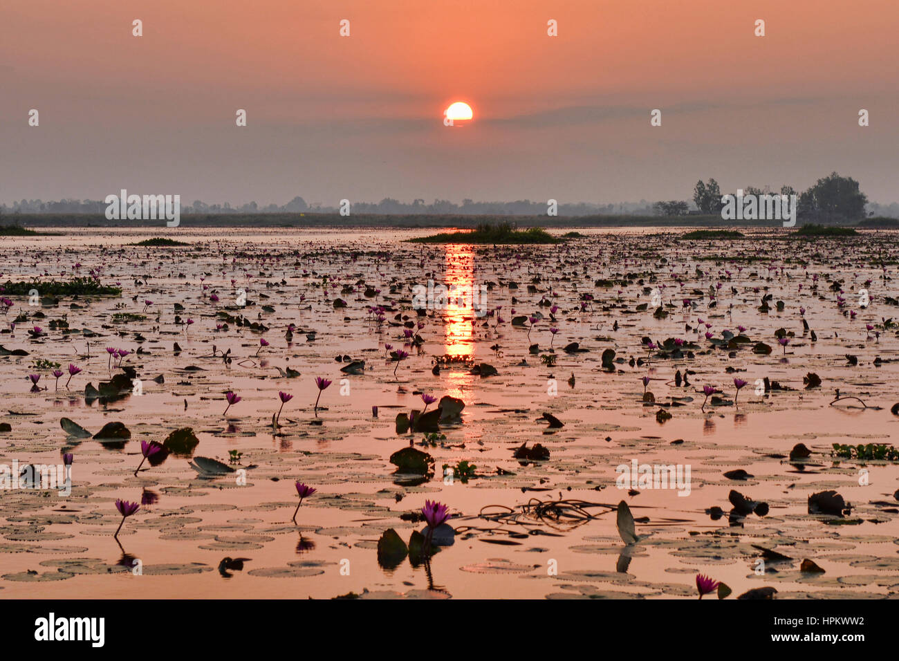 Lever de soleil sur Talay Bua Daeng, le red lotus lake à l'extérieur d'Udon Thani, Thaïlande Banque D'Images