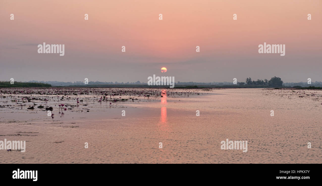 Lever de soleil sur Talay Bua Daeng, le red lotus lake à l'extérieur d'Udon Thani, Thaïlande Banque D'Images