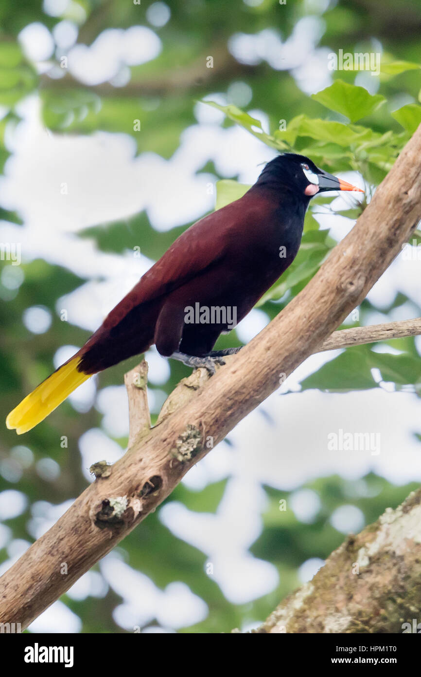 Montezuma Oropendola (Psarocolius montezuma) Costa Rica Banque D'Images