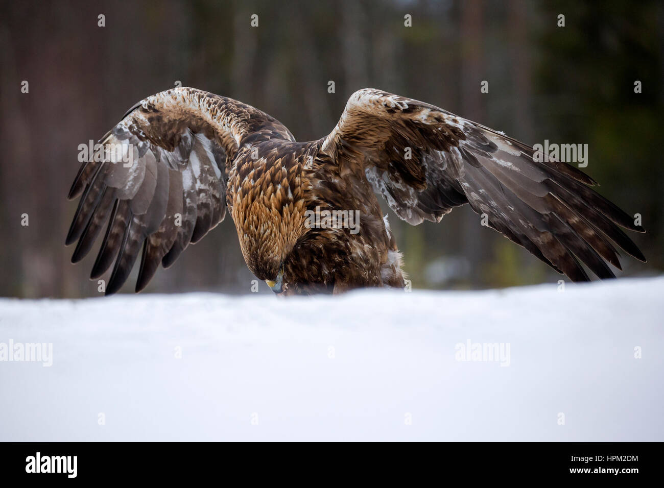 L'Aigle royal (Aquila chrysaetos) l'atterrissage dans la neige Banque D'Images