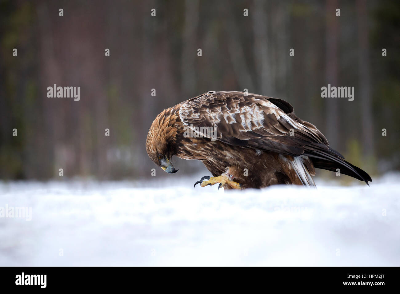 L'Aigle royal (Aquila chrysaetos) dans la neige Banque D'Images