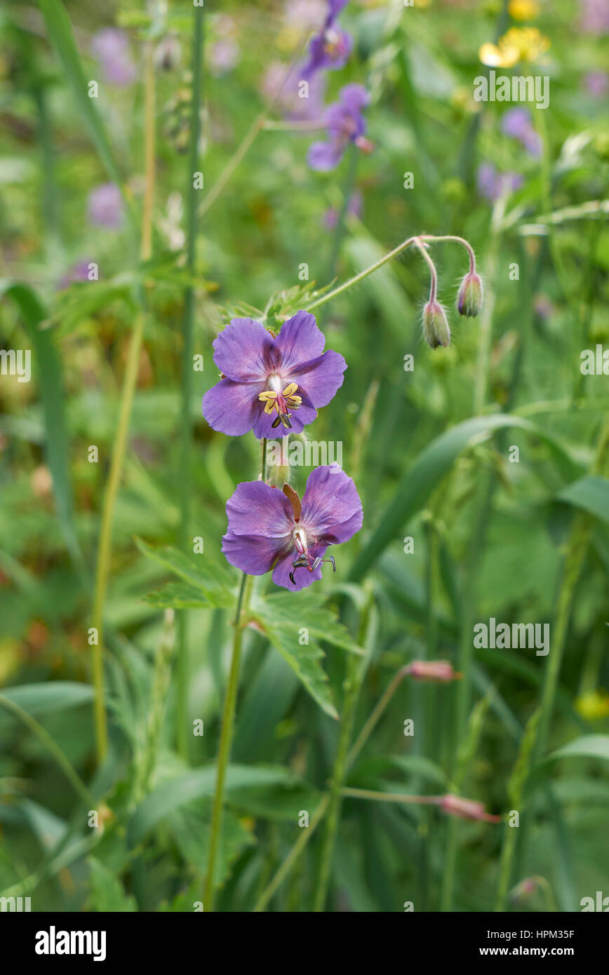 Geranium phaeum close up Banque D'Images