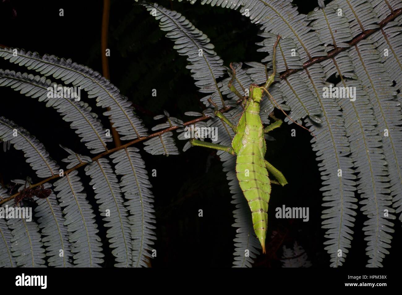 Une jungle malaise nymphe sur une fougère dans la forêt pluviale la nuit dans Fraser's Hill, Pahang, Malaisie Banque D'Images