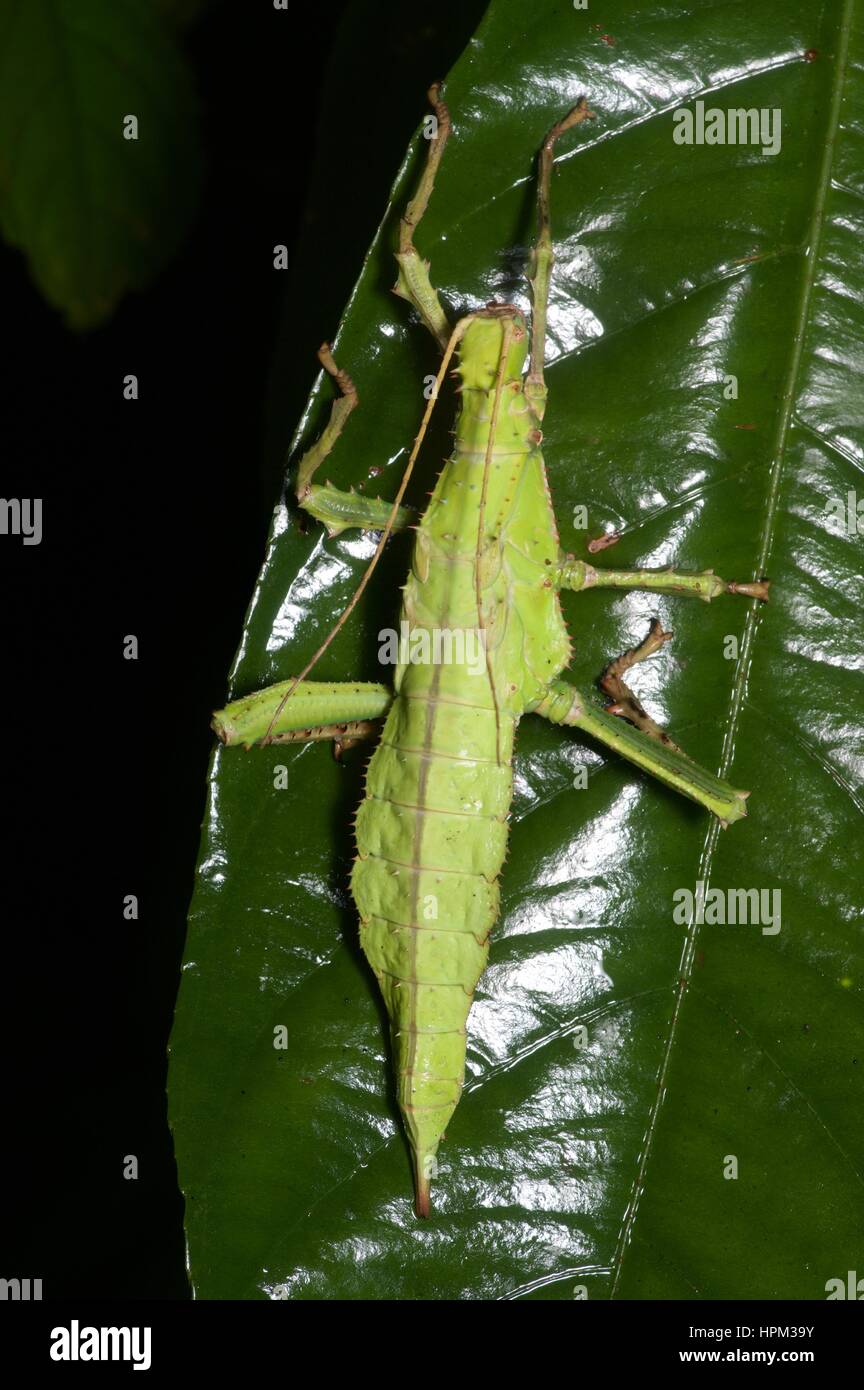 Une jungle malaise nymphe accrochée à une feuille dans la forêt tropicale, la nuit, l'Ulu Semenyih, Selangor, Malaisie Banque D'Images