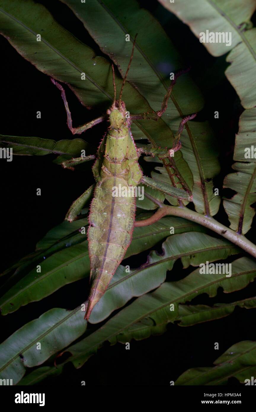 Une jungle malaise nymphe accrochée à une usine dans la forêt pluviale la nuit dans Fraser's Hill, Pahang, Malaisie Banque D'Images