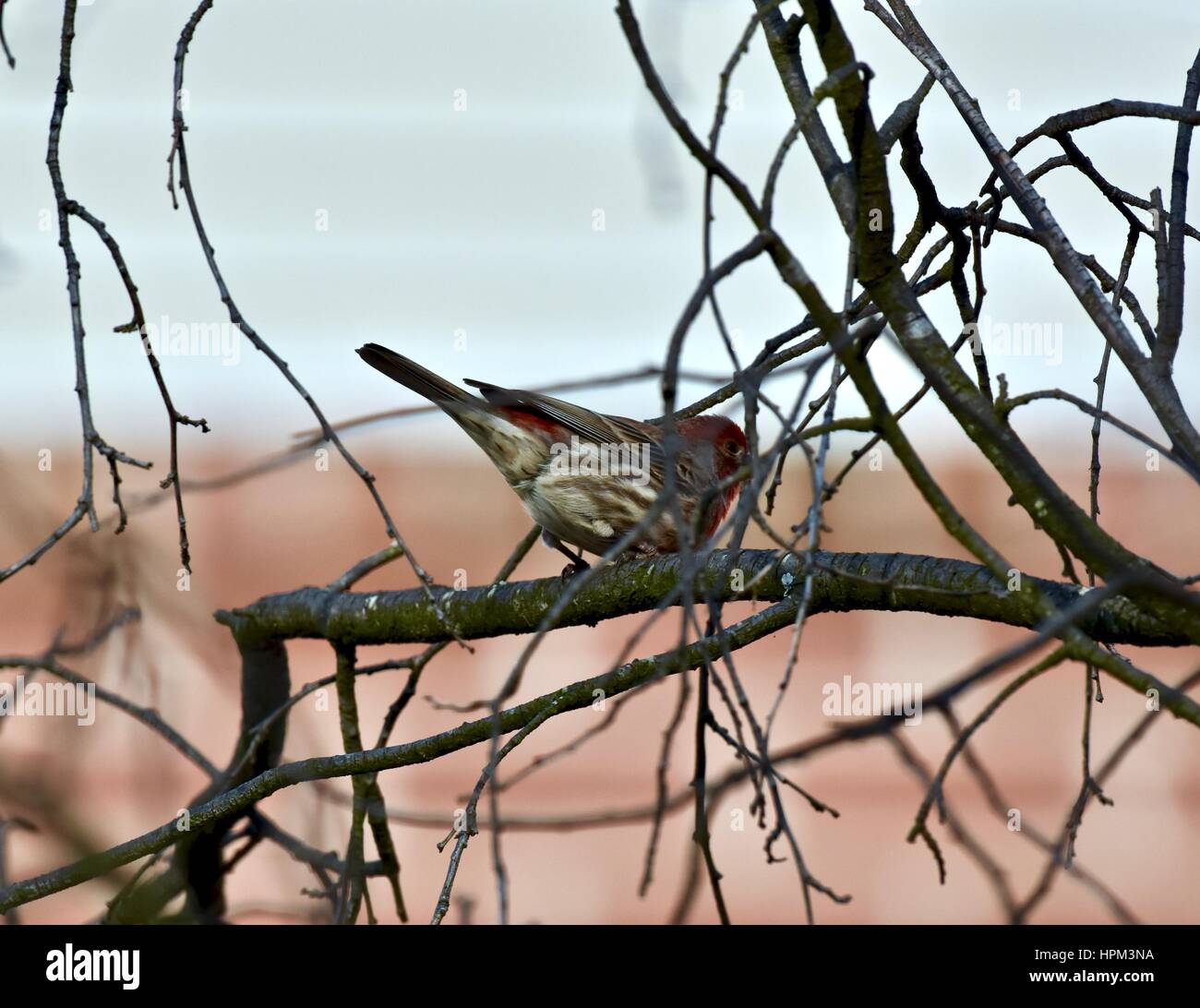 Un roselin pourpré (Haemorhous purpureus) perché sur une branche d'arbre Banque D'Images