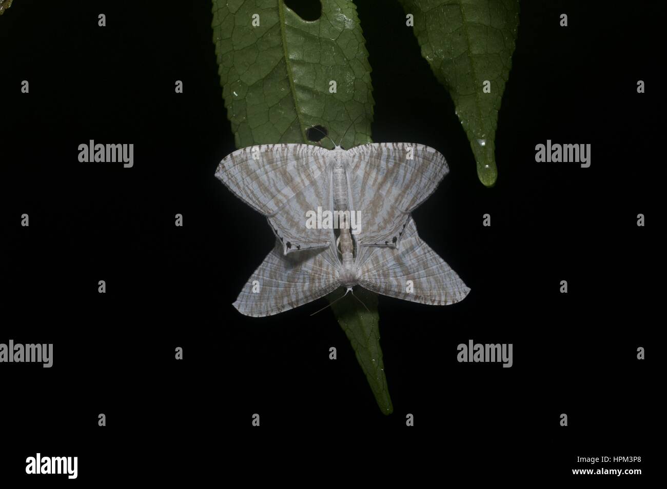 Une paire d'accouplement de papillons sur une feuille dans la forêt tropicale à Ulu Semenyih, Selangor, Malaisie Banque D'Images