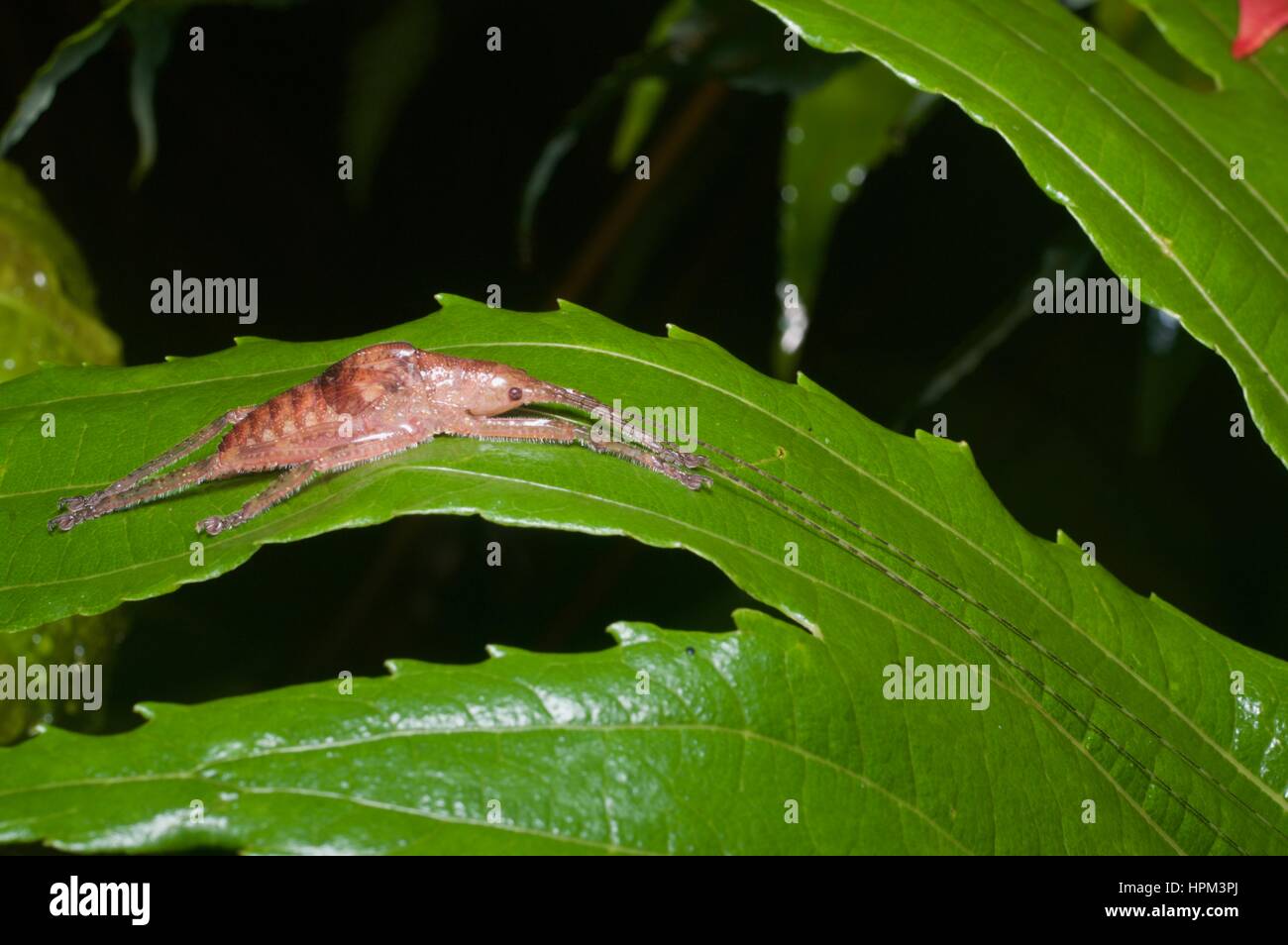 Une forme irrégulière katydid (famille Tettigoniidae) hunkered down sur une feuille dans la forêt tropicale à Fraser's Hill, Pahang, Malaisie Banque D'Images