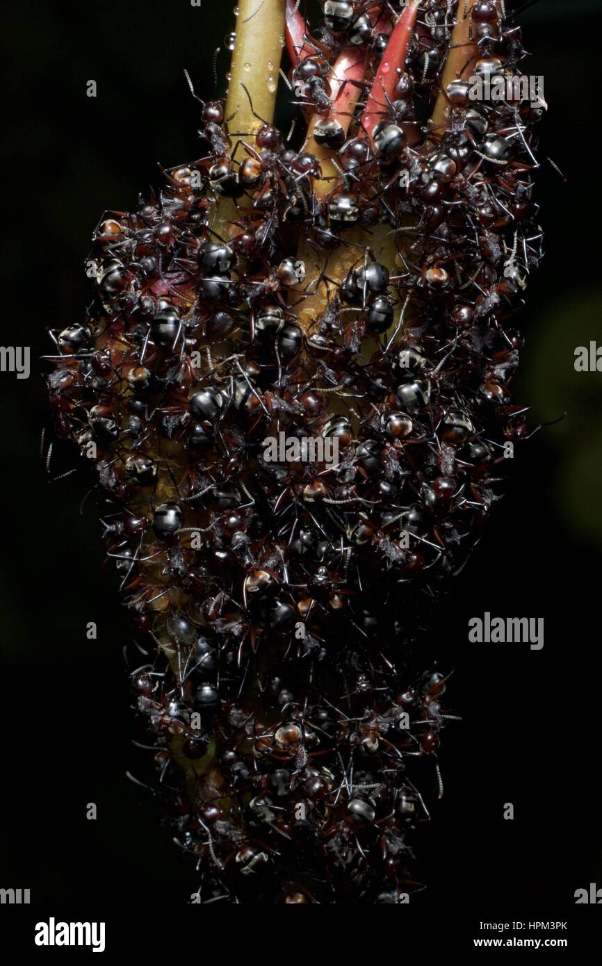 La migration de bouvier (fourmis Dolichoderus cuspidatus) formant une grappe de protection autour de cochenilles à Fraser's Hill, Pahang, Malaisie Banque D'Images