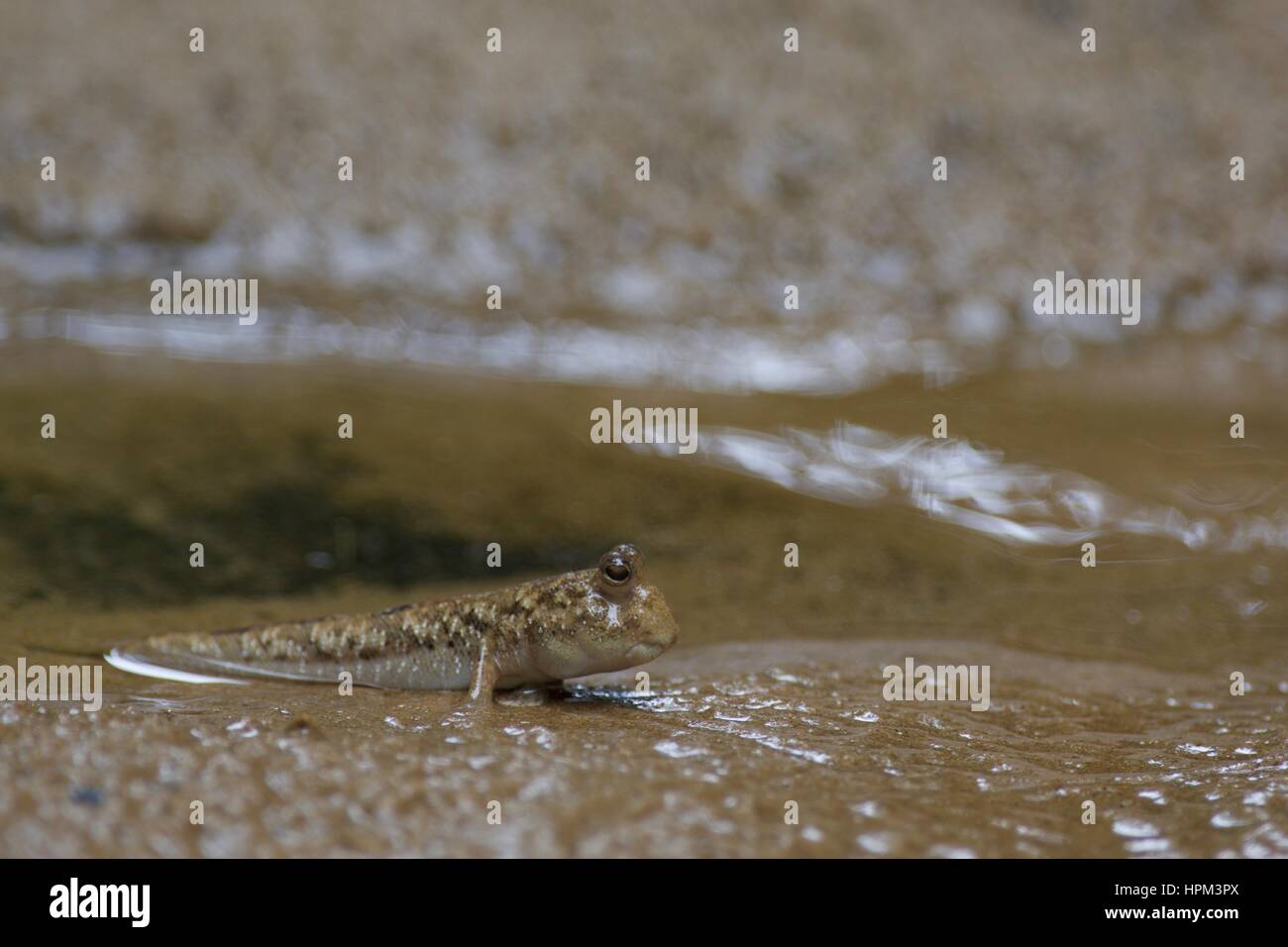 Un Mudskipper (Periophthalmus argentilineatus interdit) dans la boue au parc national de Bako, Sarawak, l'Est de la Malaisie, Bornéo Banque D'Images