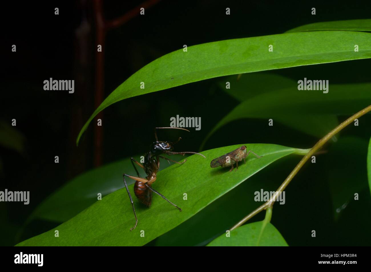 Une forêt géante (Dinomyrmex Ant gigas) et petites (Cicadellidae) sur une feuille dans la forêt tropicale dans le Parc National Summit Pinehurst Golf & Country Club, Sarawak, Bornéo Banque D'Images