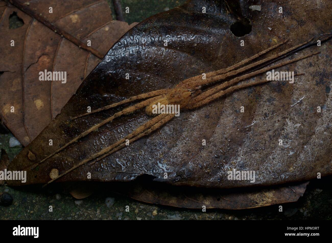 Une araignée huntsman (famille des Sparassidae) étendu sur une feuille dans la forêt morte Fraser's Hill, Pahang, Malaisie Banque D'Images